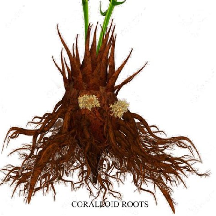 Which is present in coralloid roots of cycas and zamia?