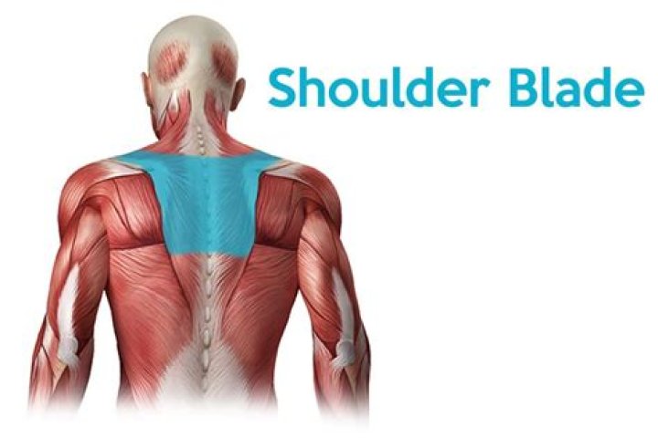 Which is shoulder blade?