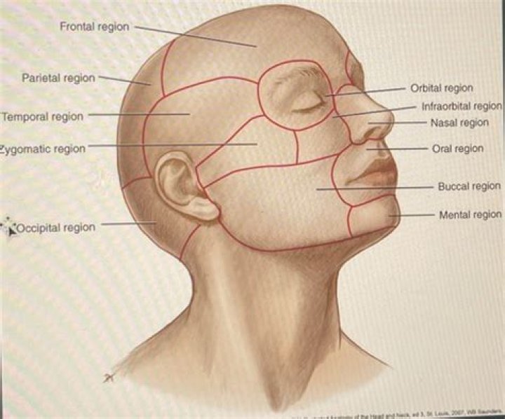 Which is the cephalic region?