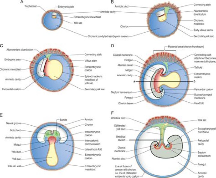 Which is the embryo sac?