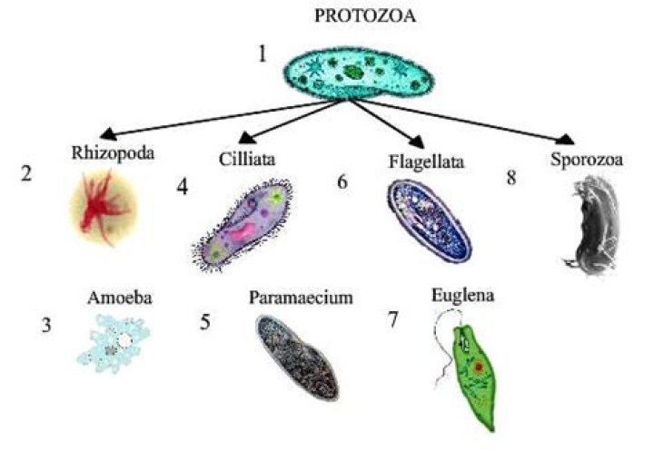 Which kingdom is protozoa?