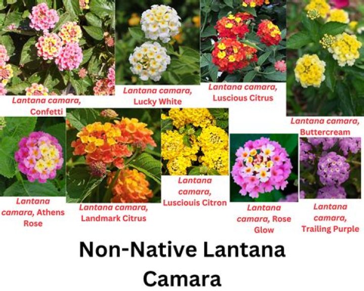Which lantana is native to florida?