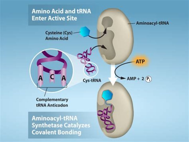 Which loop recognise the aminoacyl synthetase enzyme?