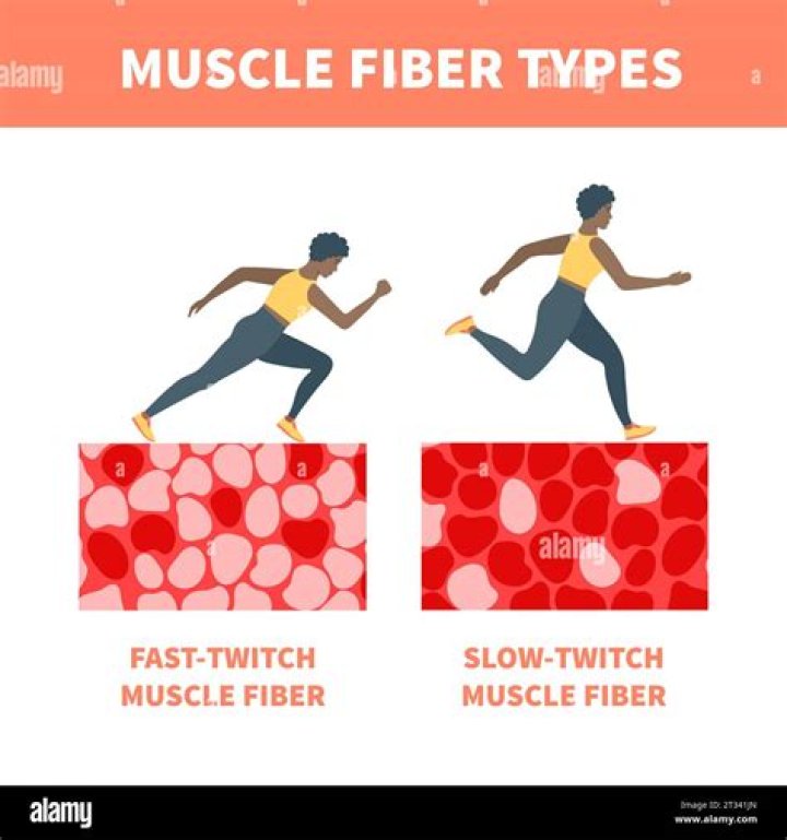 Which muscle fibre contract at slow speed?