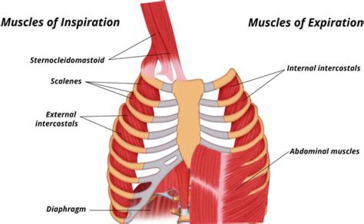 Which muscles are used in active expiration?