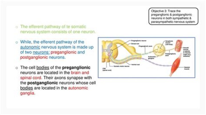 Which nt is released by all preganglionic neurons?