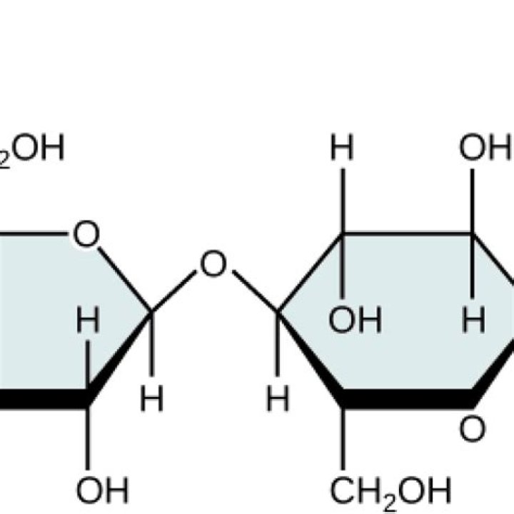 Which of the following best describes the structures of carbohydrates?