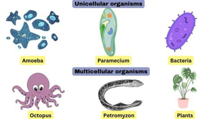 Which of the following is not a unicellular organism?