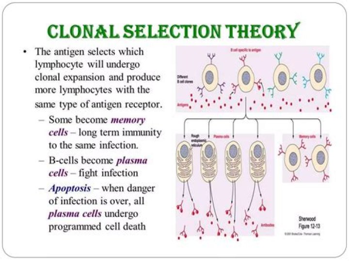 Which of the following is the definition of clonal selection?