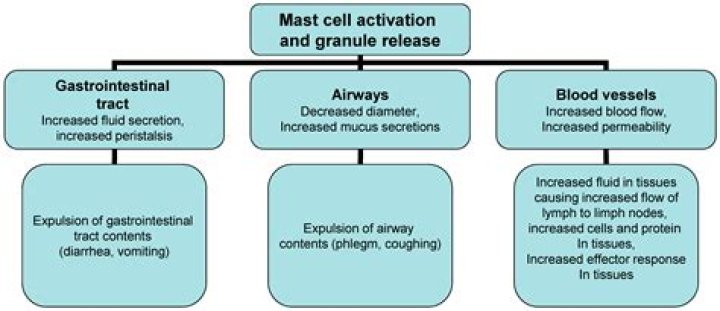 Which of the following is the most potent anaphylatoxin?
