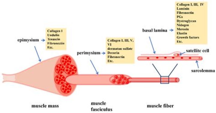 Which of the muscle never gets fatigued?