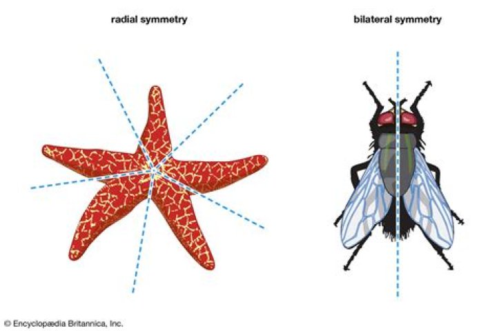 Which of these animals is radially symmetrical?