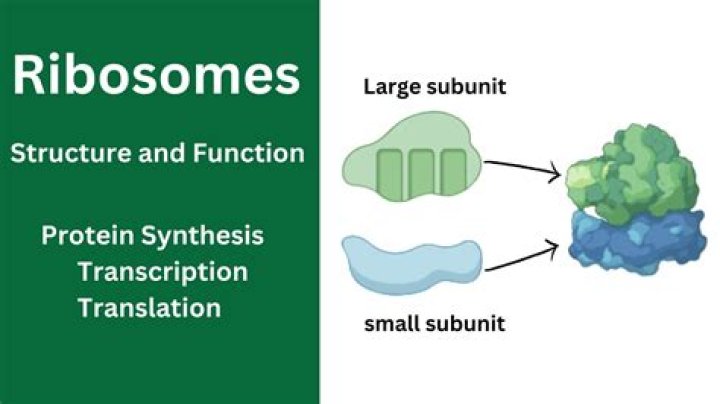 Which organelle is studded with ribosomes?