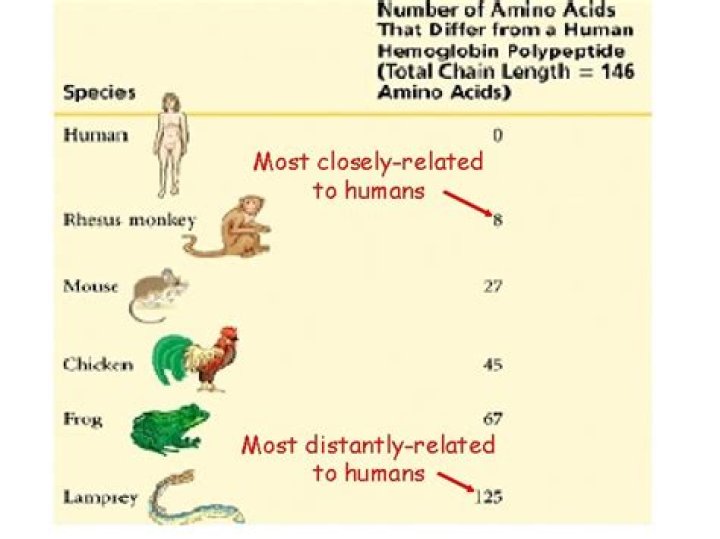 Which organism is most distantly related to humans?