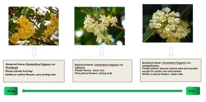 Which osmanthus smells the best?