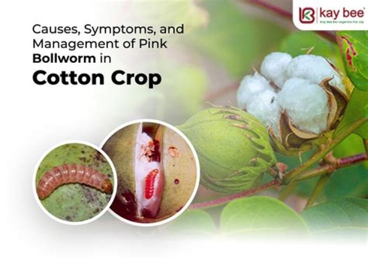 Which parasitoid is used to control cotton bollworm?