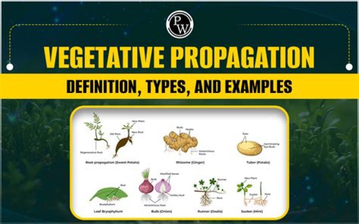 Which part of the plant propagates vegetatively?