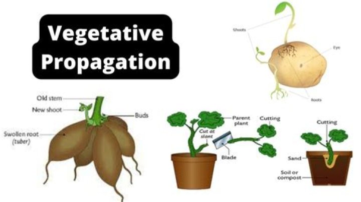 Which parts of plants can grow vegetatively?