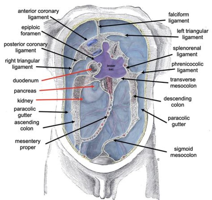 Which peritoneal fold supports the large intestine?