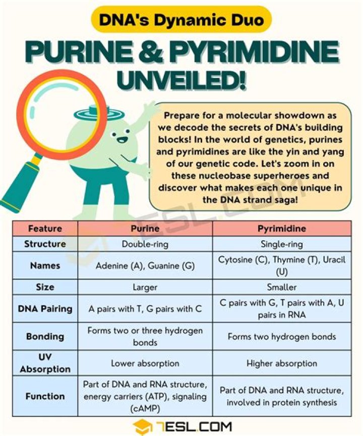 Which purine is found in rna?