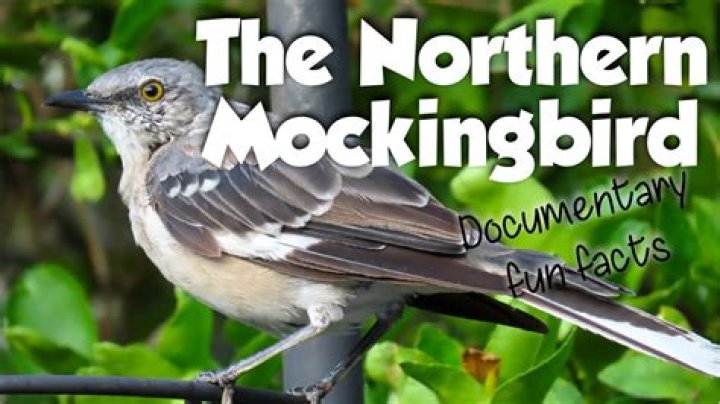 Which state's bird is the mockingbird?