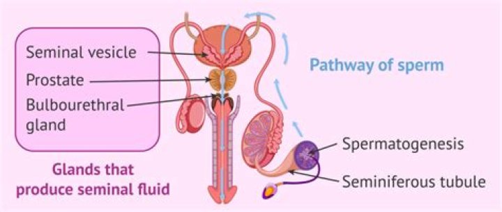 Which structures produce seminal fluid?