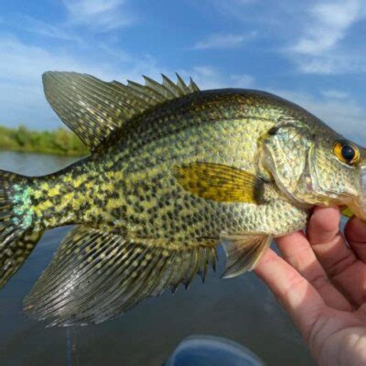 Which tastes better crappie or bluegill?