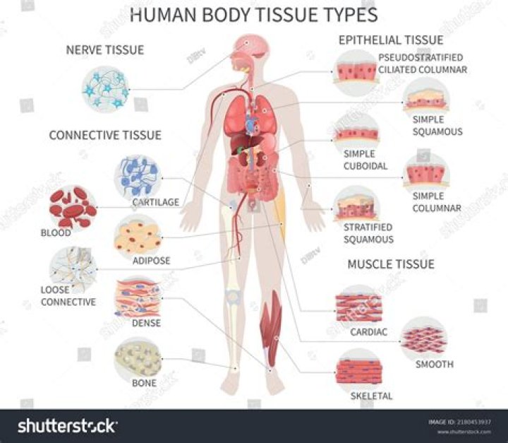 Which tissue shows the dehydration in our body?