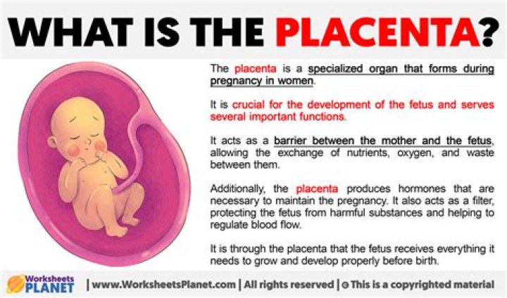 Which type of placenta is found in human?