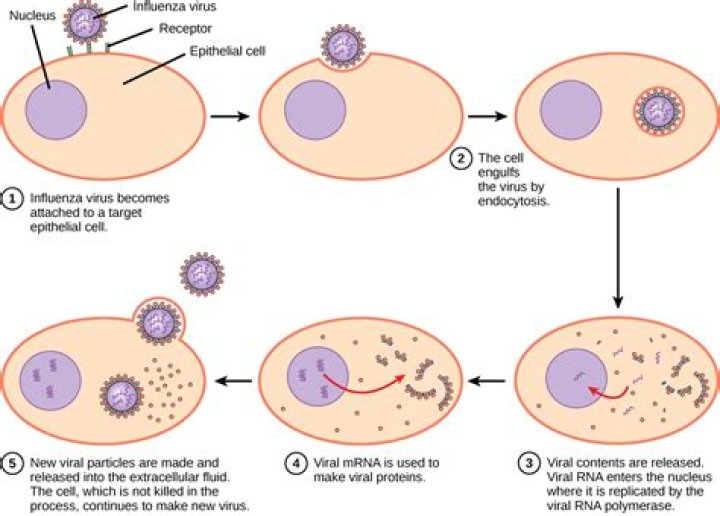 Which virus begins multiplying first?