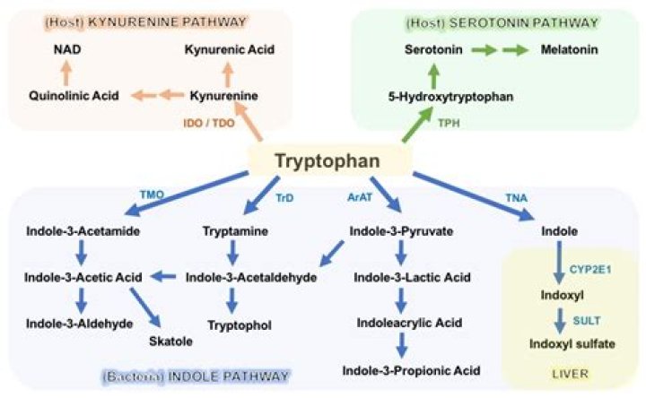 Which vitamin is formed in the body from excesses of tryptophan?