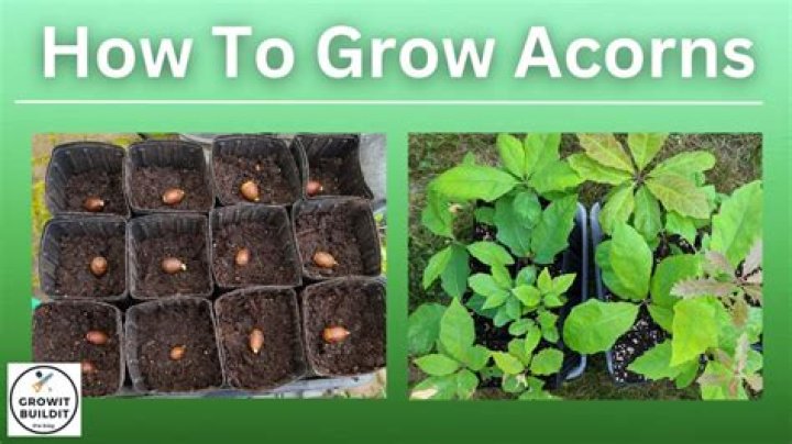 Which way to plant a sprouted acorn?