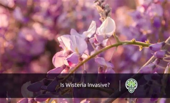 Which wisteria is invasive?