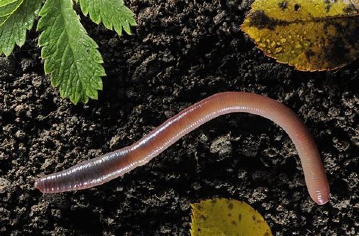 Which worm has scolex?