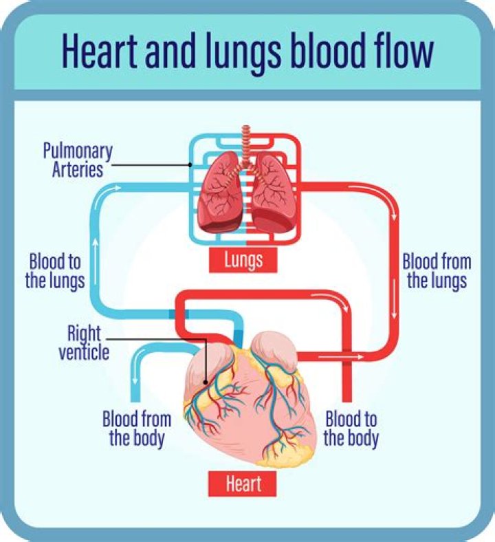 Who brings oxygenated blood from lungs to heart?