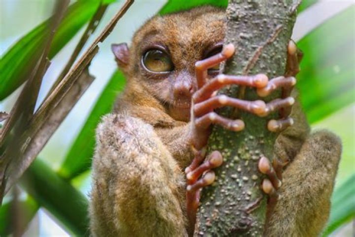 Who do tarsiers look like?