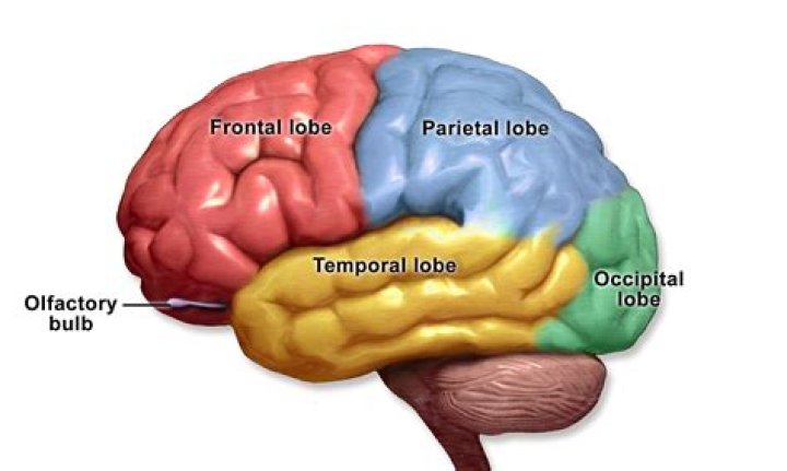 Who does the parietal lobe do?