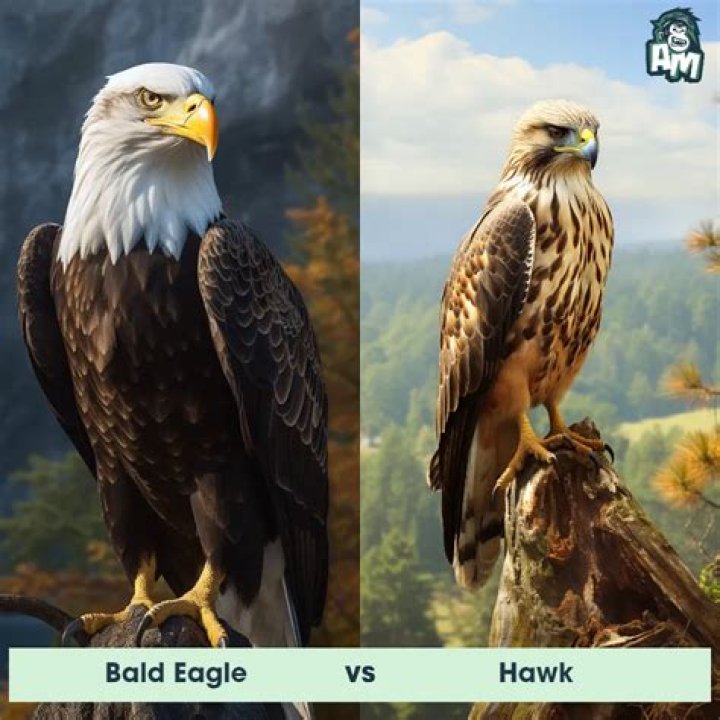 Who flies higher eagle or hawk?