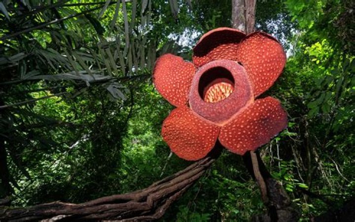 Who found rafflesia arnoldii?