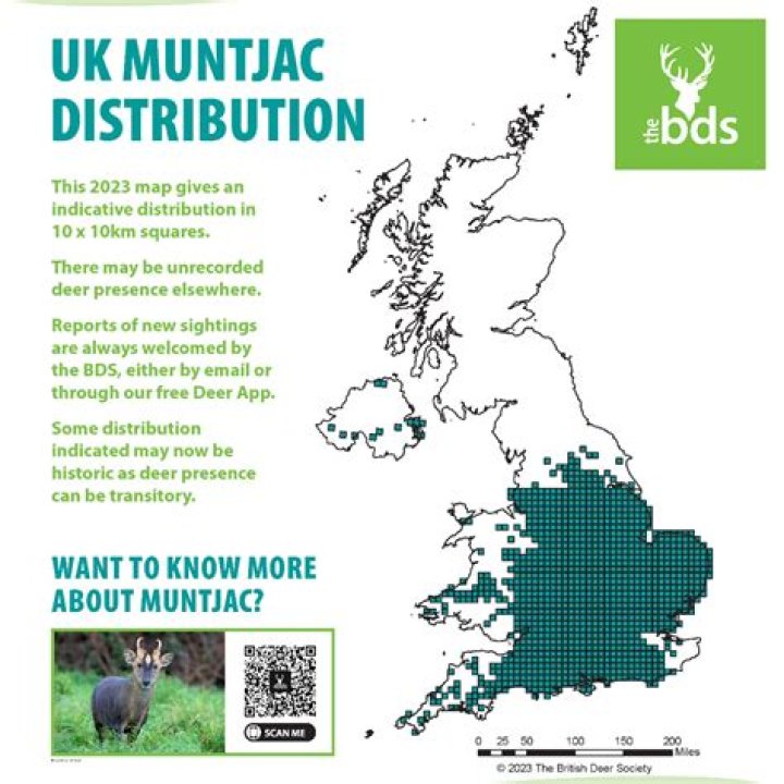 Who introduced muntjac deer to the uk?
