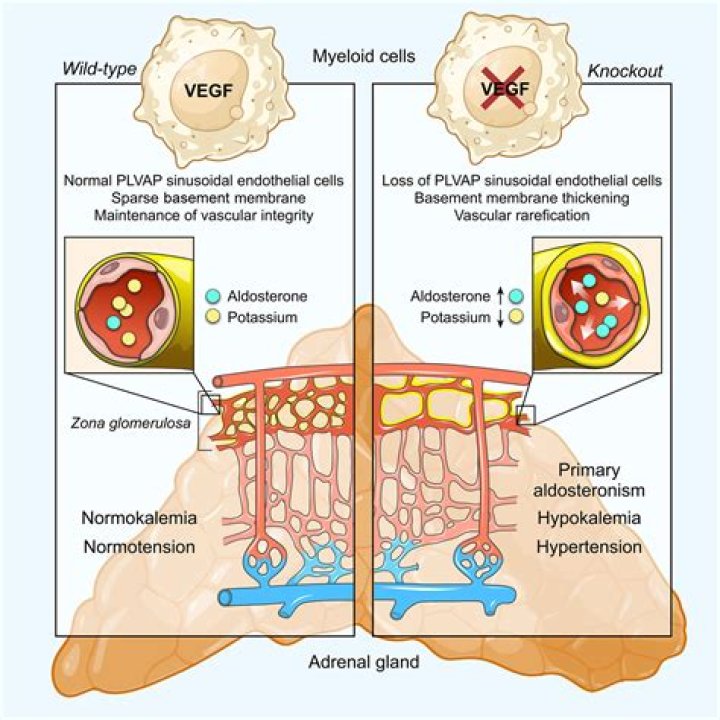 Who invented specialization of function?