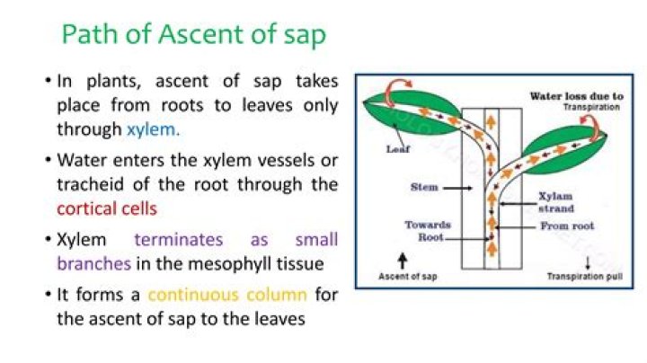 Who is a ascent of sap?
