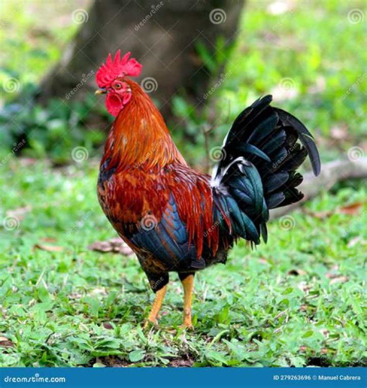 Who is called cockerel?