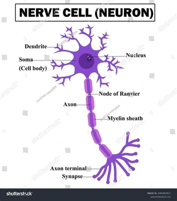 Who is nerve cells?