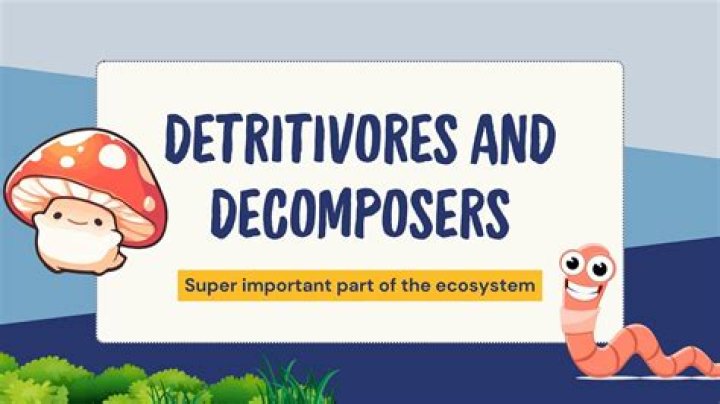 Who is not a decomposer?