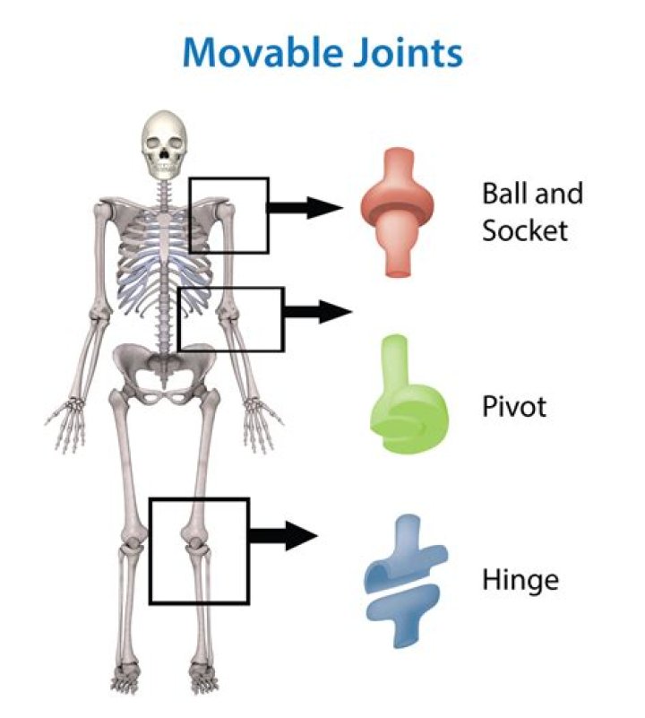 Who is the immovable joints?