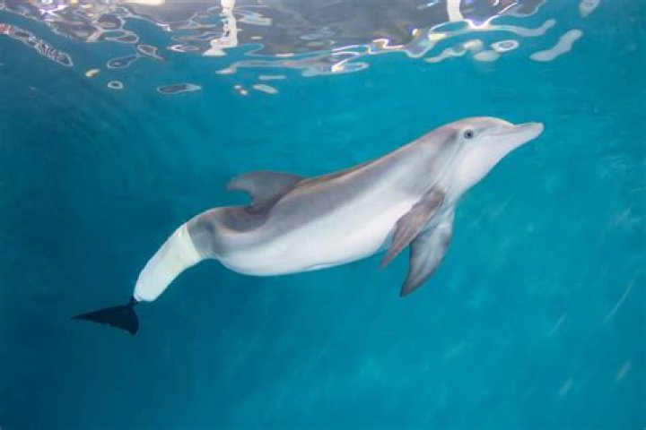 Who made winter the dolphin prosthetic tail?