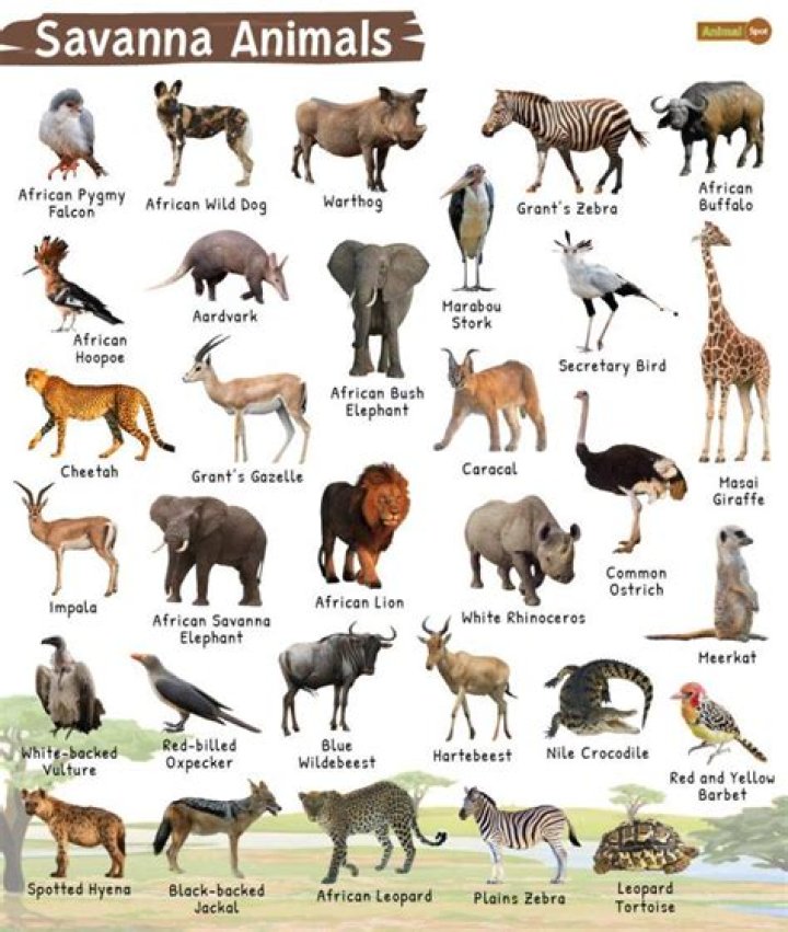 Who many savannas are there?