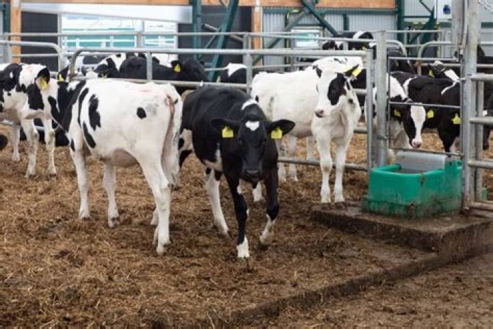 Who owns knudsen dairy?