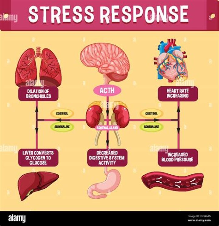 Who said the intensity and chronicity of human stress?